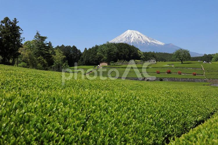 美しい茶畑の風景 茶畑,富士山,お茶の写真素材