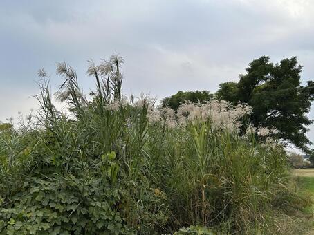 葦5 葦,ヨシ,河川敷の写真素材