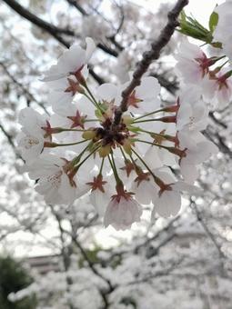 桜の束 桜の束 桜,桜の木,花の写真素材