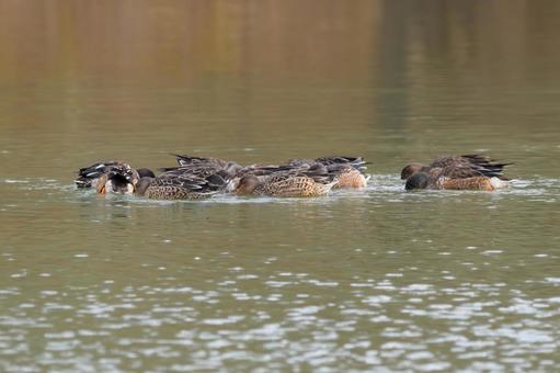 水面で群れて採餌するヒドリガモたち 水面で群れて採餌するヒドリガモたち ヒドリガモ,カモ,鳥の写真素材
