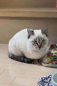 Rescue Cats, JPG Rescue Cats, JPG