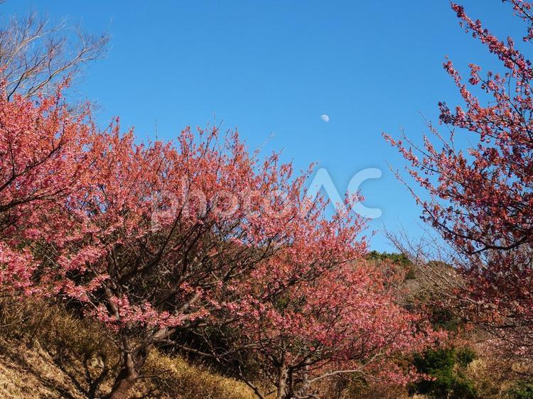 恋人岬の土肥桜並木 土肥桜,五分咲き,並木の写真素材