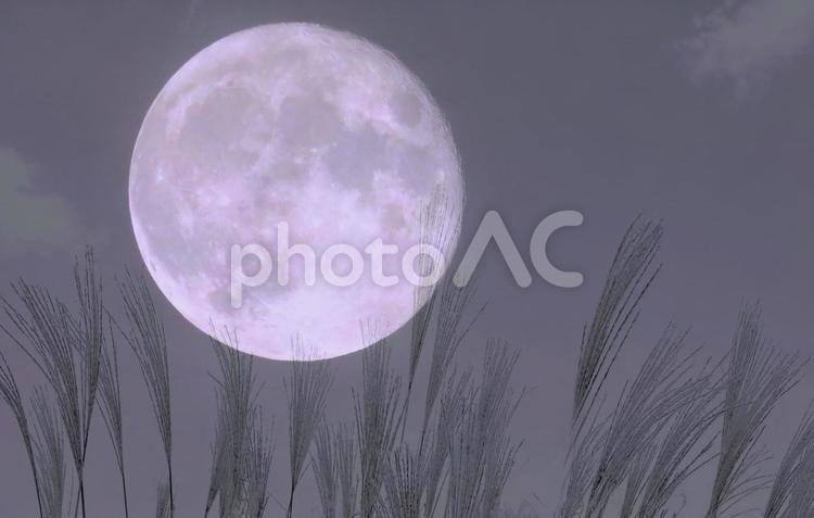 秋イメージ素材/ホワイトムーンとススキ 月,満月,月見の写真素材