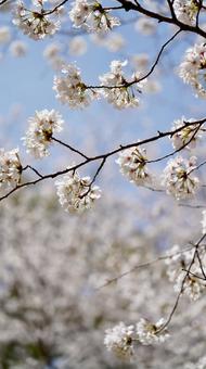 桜 桜の写真