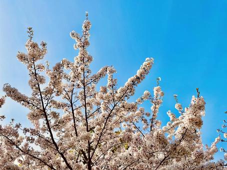 桜 青空 美しい 春 満開 桜 青空 美しい 春 満開 の写真