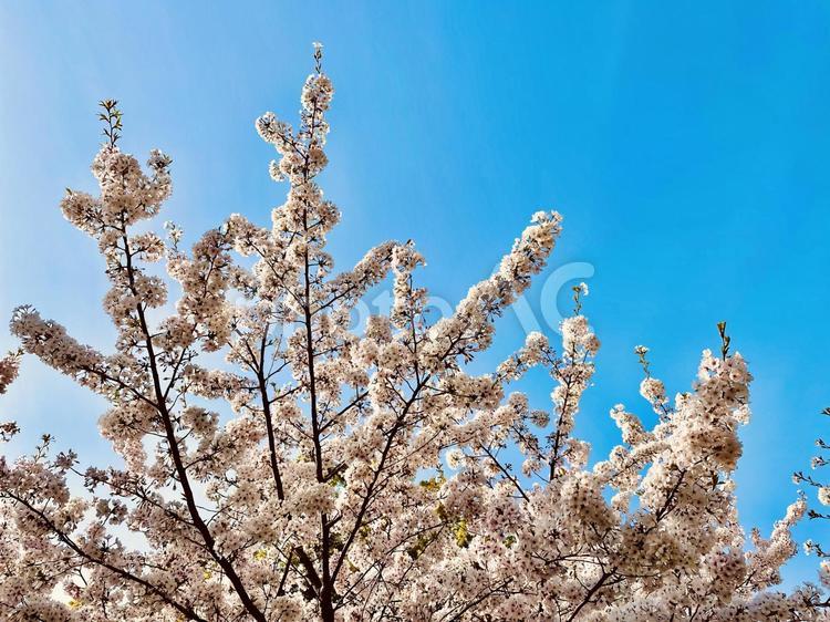 桜　青空　美しい　春　満開　 桜,青空,美しいの写真素材