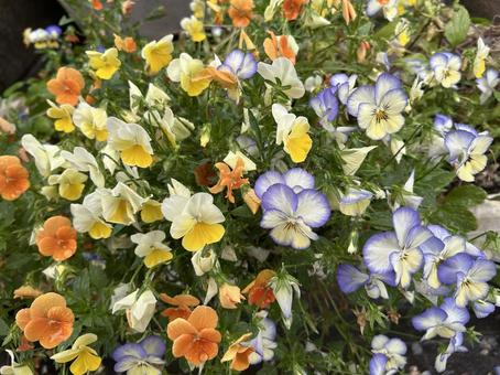 ビオラ ビオラの写真