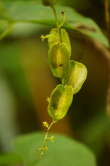 秋の野原のオニドコロの実 植物,緑色,自然の写真素材