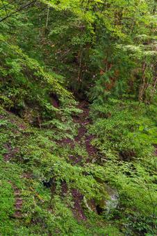 登山道 林道,山道,シダの写真素材