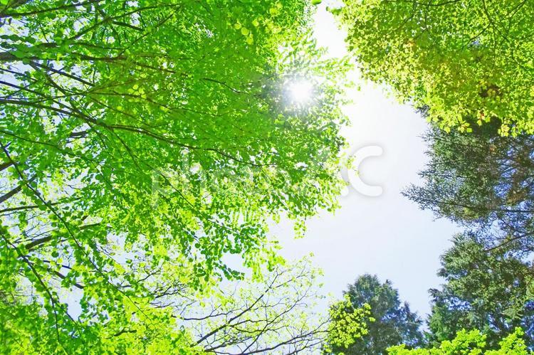 樹木と空 木漏れ日,木洩れ日,樹木の写真素材