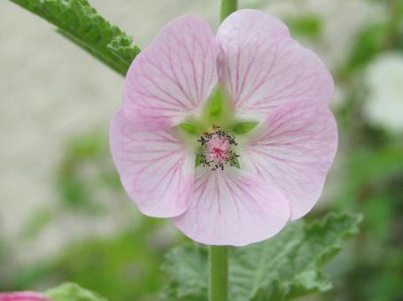 花 植物 花 植物の写真