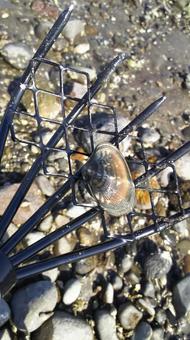 潮干狩り 潮干狩り,アサリ,貝掘りの写真素材