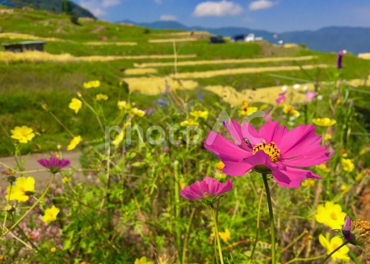 真夏の畑の花たち 畑,花,夏の写真素材