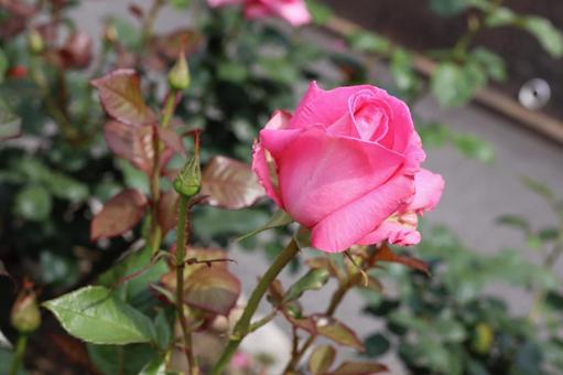 バラ園でピンクの薔薇を撮りました バラ園でピンクの薔薇を撮りましたの写真