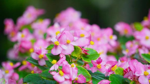 Photo, begonia, flower, plant, 