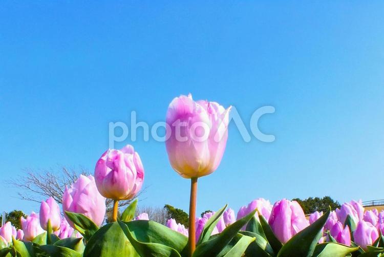 並んで咲いた美しいピンクのチューリップ チューリップ,花,華やかの写真素材