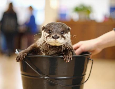 カワウソ カワウソの写真
