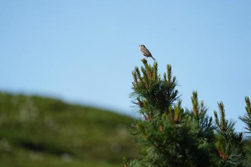 ビンズイ ビンズイの写真