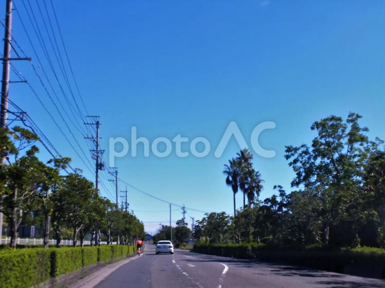 街路樹が並ぶ道路 道路,街路樹,緑あふれるの写真素材