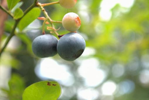 ブルーベリーの果実 ブルーベリー,フルーツ,果実の写真素材