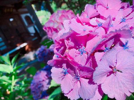 ピンクの紫陽花と神社 ピンクの紫陽花と神社の写真