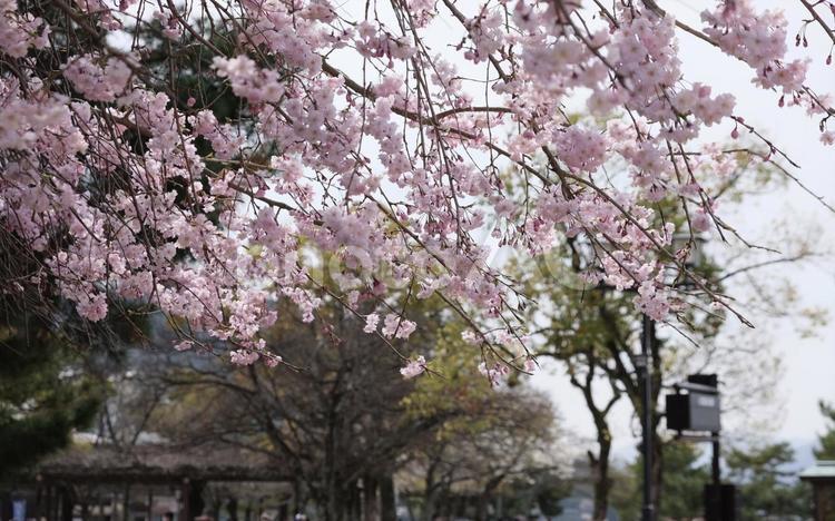 枝垂れ桜 枝垂れ桜,桜,さくらの写真素材