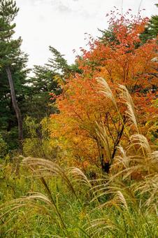 秋の紅葉が始まった山 紅葉,秋,風景の写真素材