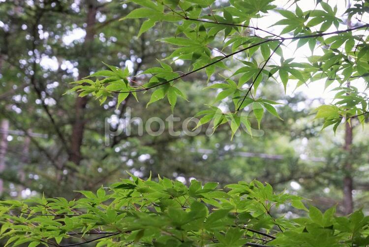 さわやかな森に射す光と青もみじ あおかえで,青楓,青もみじの写真素材