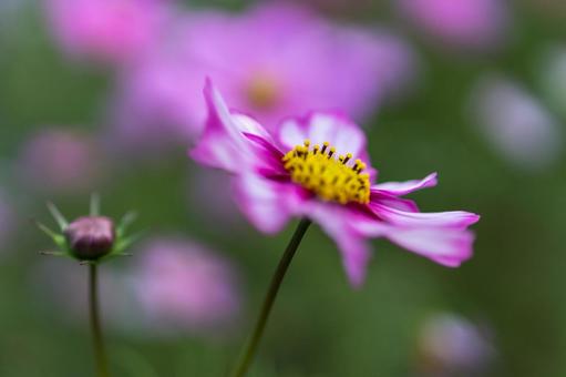 Cosmos field pink flowers in full bloom, JPG