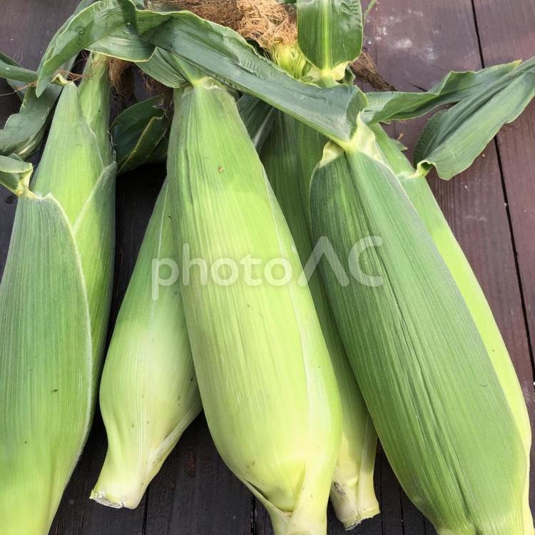 とうもろこし 美味しい,とうもろこし,野菜の写真素材