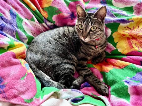 休憩するキジトラ美猫(保護猫) キジトラ,ねこ,飼い猫の写真素材