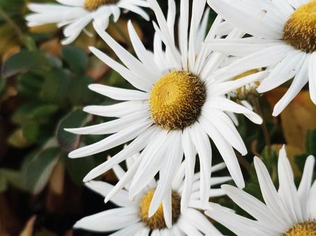 ハマギクの花 ハマギク,菊,自然の写真素材