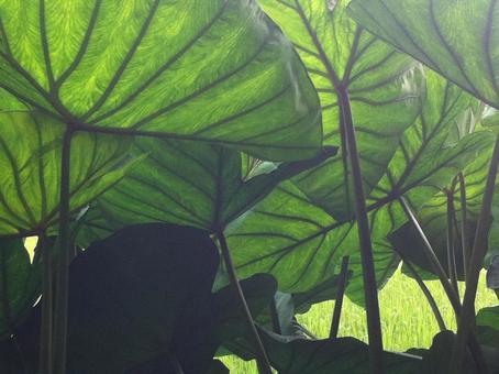 グリーンリーフの写真