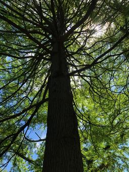 樹齢 植物,樹木,木の写真素材