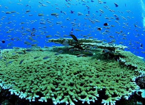 西表島の珊瑚 西表島の珊瑚 海,サンゴ,西表島の写真素材