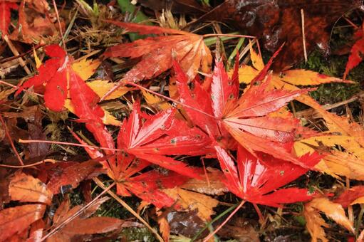 紅葉 紅葉,養老渓谷,筒森もみじ谷の写真素材