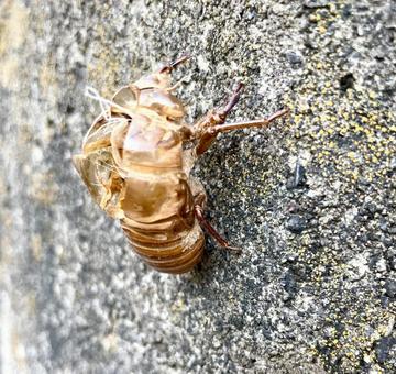 Photo, cicadian shell, insect, natural, 
