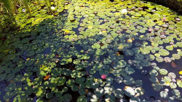 Water Lily, JPG Water Lily, JPG