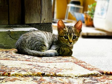可愛いノラの子猫 可愛いノラの子猫 ノラ猫,のらねこ,サバトラ猫の写真素材