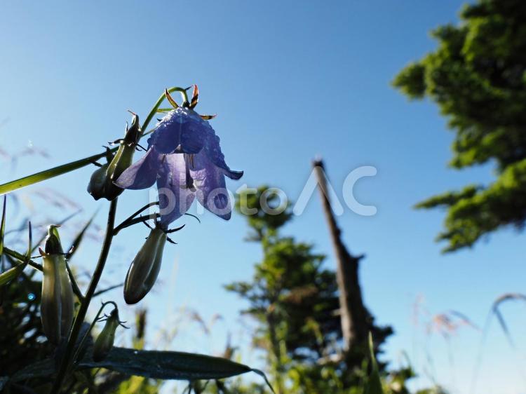山野草・ヒメシャジン（花の百名山黒斑山） ヒメシャジン,花,草の写真素材