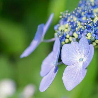 大宮第二公園の紫陽花 大宮第二公園の紫陽花の写真
