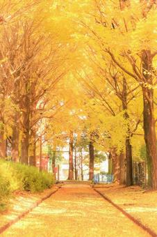 銀杏並木 銀杏並木 イチョウ並木,イチョウ,木の写真素材