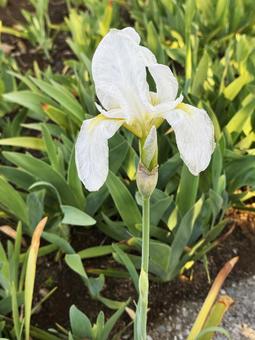 白い花 白い花の写真