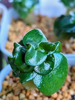 獅子葉 植物 獅子葉 植物の写真