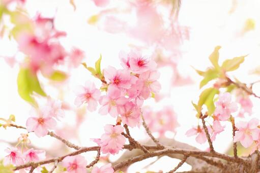 春 桜 華やか 春 桜 華やかの写真