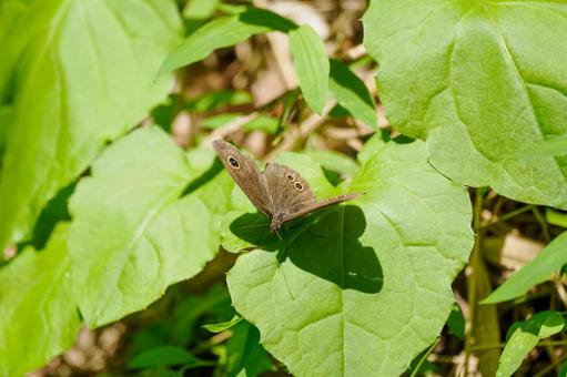 Photo, spring, butterfly, five-ring satyrs, 