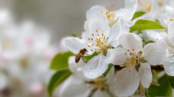 白いリンゴの花にとまるミツバチの写真