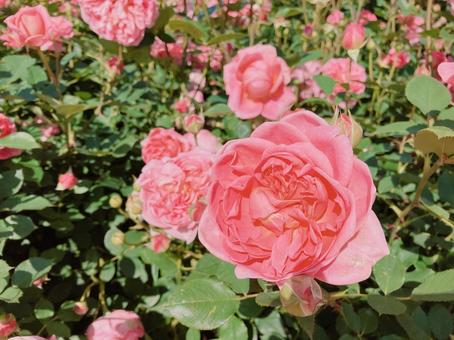 Rose, JPG