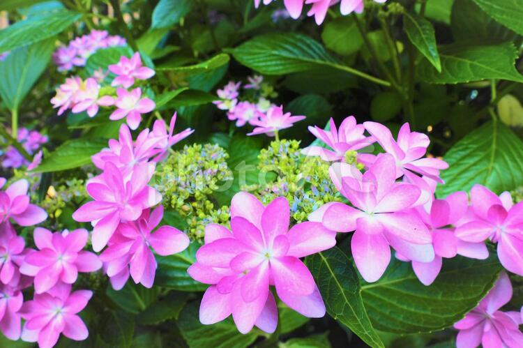 華やかな紫陽花 紫陽花,紫,ピンクの写真素材