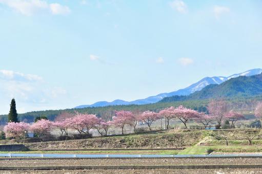 桜並木 桜並木の写真